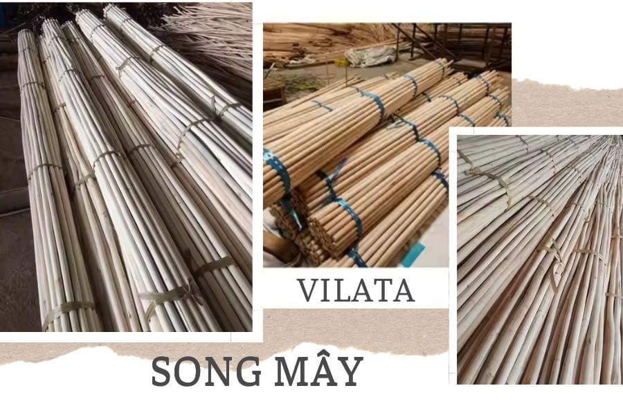 Cung cấp cây song mây uy tín - Vilata